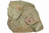 Soft-Bodied Marrellomorph (Furca) Fossil - Fezouata Formation #233530-1